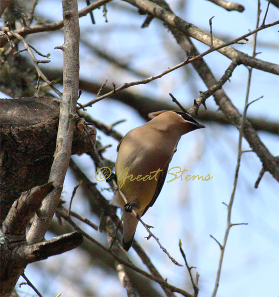 cedarwaxwingg02-22-10.jpg