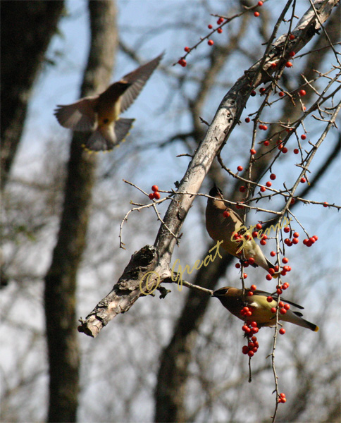 cedarwaxwingi02-22-10.jpg