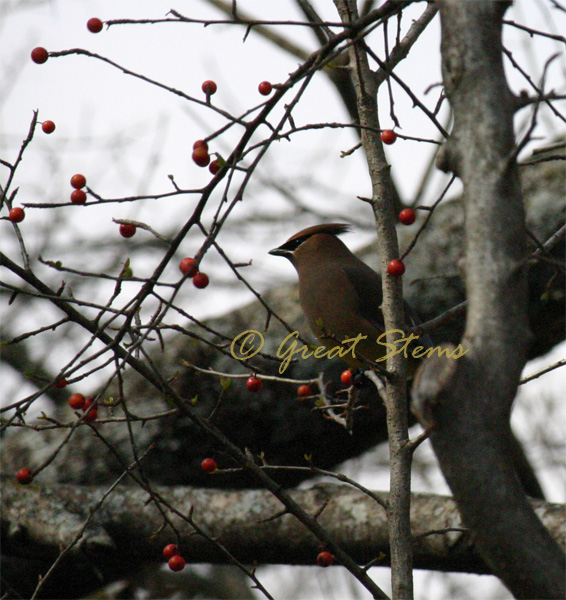 cedarwaxwingj02-22-10.jpg