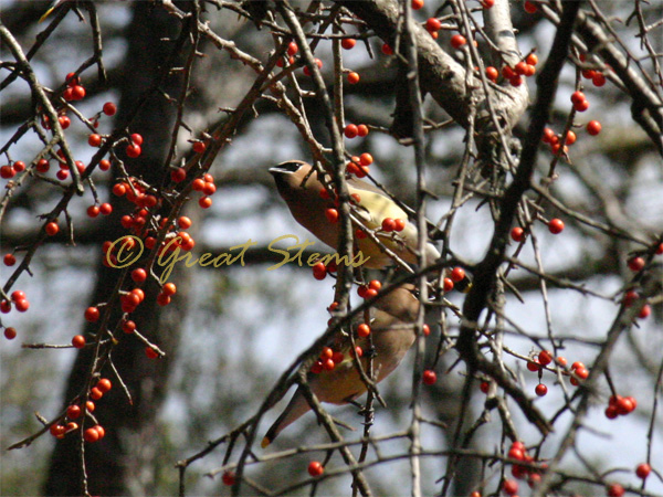 cedarwaxwingk02-22-10.jpg
