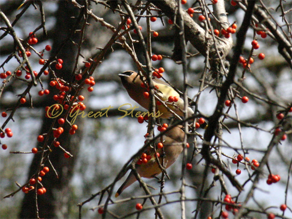 cedarwaxwingk02-22-10.jpg