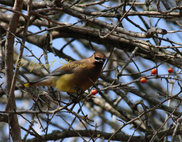 cedarwaxwingl02-22-10.jpg