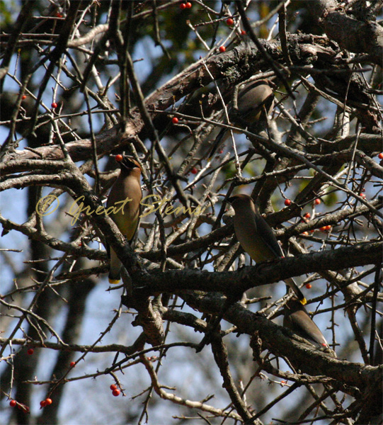 cedarwaxwingn02-22-10.jpg