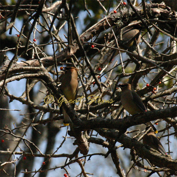 cedarwaxwingo02-22-10.jpg