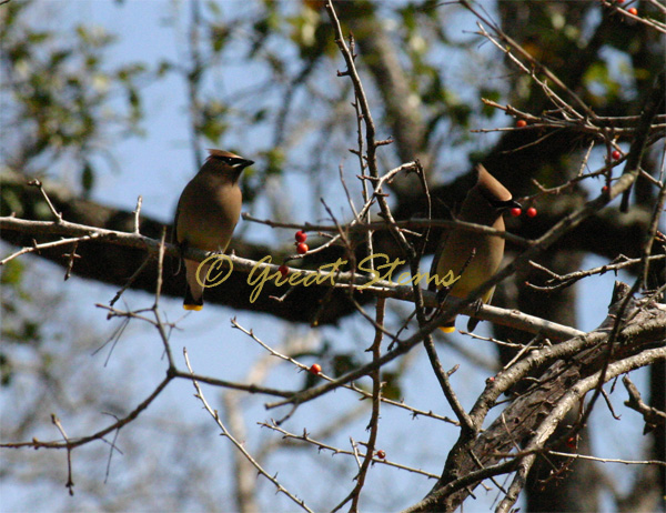 cedarwaxwingp02-22-10.jpg