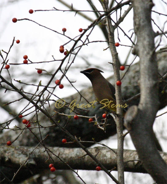 cedarwaxwingq02-22-10.jpg