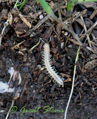 centipede10-08-09.jpg