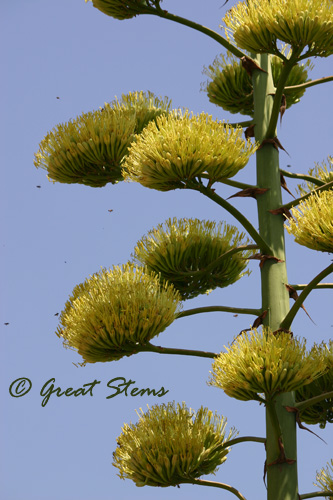 centurya04-30-11.jpg