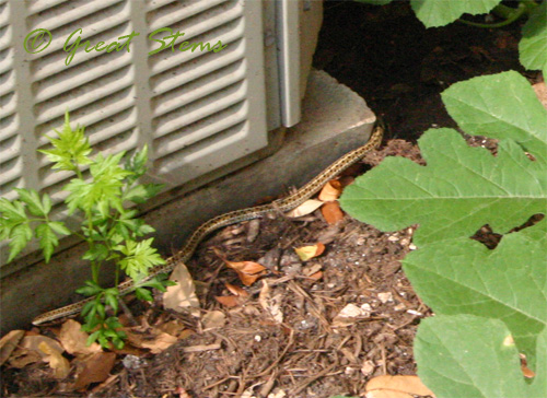 checkeredgartersnake09-01-09.jpg