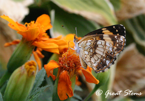 checkerspot07-11.jpg