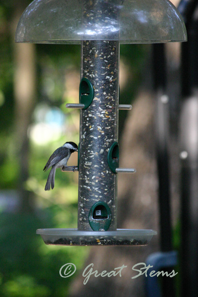 chickadee06-01-10.jpg