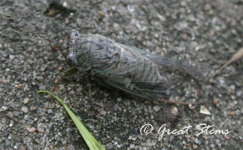 cicada07-04-10.jpg