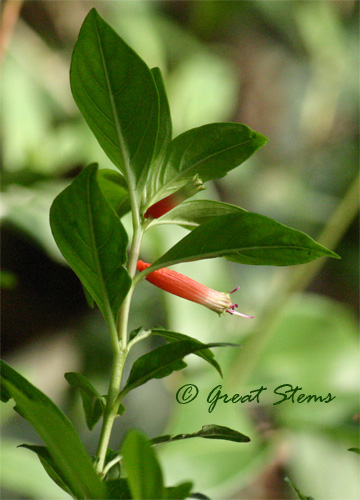 cigarplant09-19-10.jpg