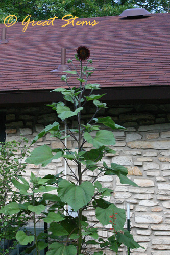 cinnamonsunflowerd06-24-10.jpg