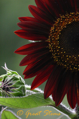 cinnamonsunflowerf06-24-10.jpg