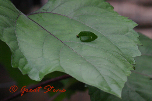 cinnsunflowerleaf06-04-10.jpg