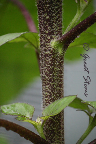 cinnsunflowerstem06-04-10.jpg