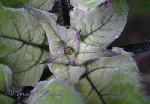cinsunflower05-27-10.jpg