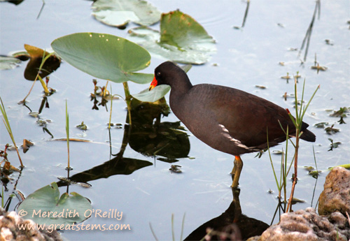 cmoorhen03-13-12.jpg