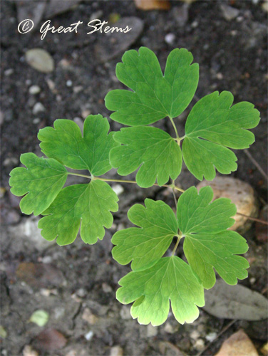 columbine10-01-10.jpg