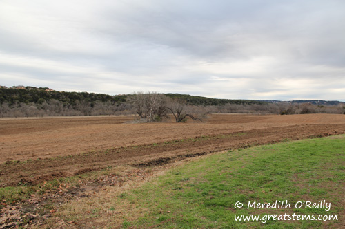 commonsfordprairie02-04-12.jpg