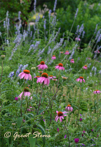 coneflowers04-28-11.jpg