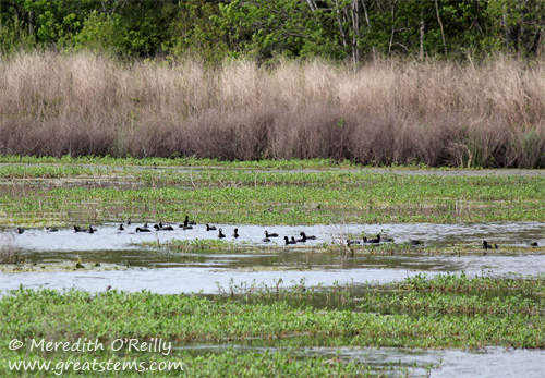 coots03-16-12.jpg