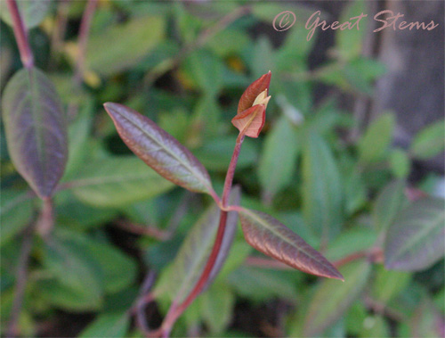 coralhoneysucklea03-14-10.jpg