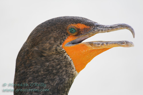 cormorant03-13-12.jpg