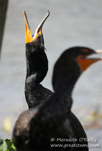 cormorantb03-13-12.jpg