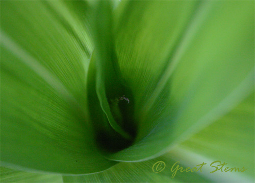 corn08-23-09.jpg