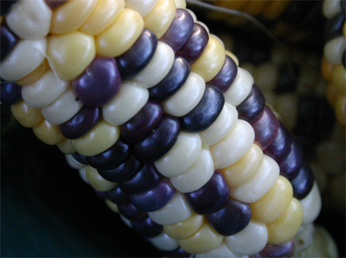 corn10-06-09.jpg