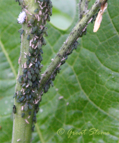 cornaphids09-25-09.jpg