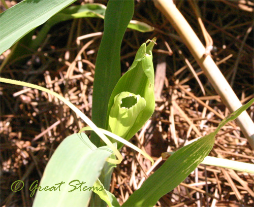 corndamage08-13-09.jpg