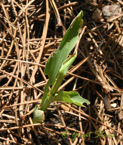 corndamageb08-13-09.jpg