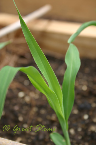 cornseedling08-07-09.jpg