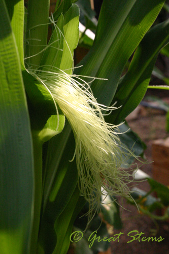 cornsilk09-01-09.jpg