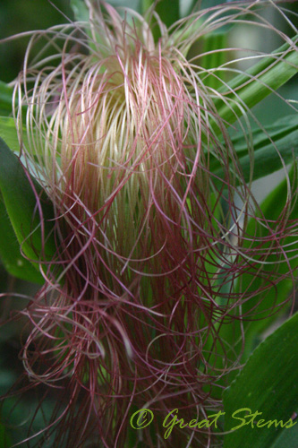 cornsilk09-06-09.jpg