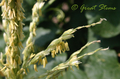 corntassels09-01-09.jpg