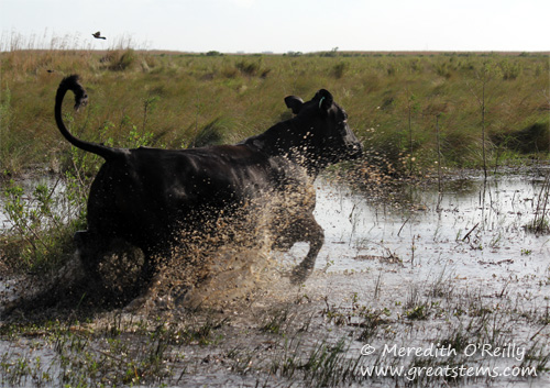 cows03-16-12.jpg