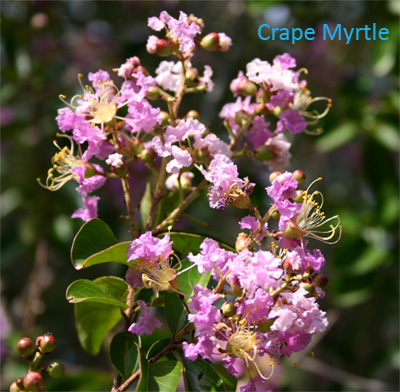 crapemyrtle06-15-09.jpg