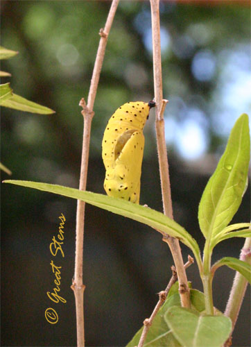 crimsonpatchchrysalis05-04-11.jpg