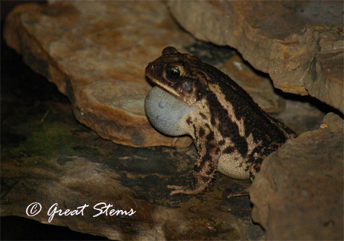 croakingtoad07-1-11.jpg