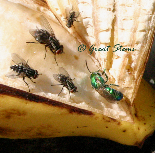 cuckoowasp11-18-09.jpg