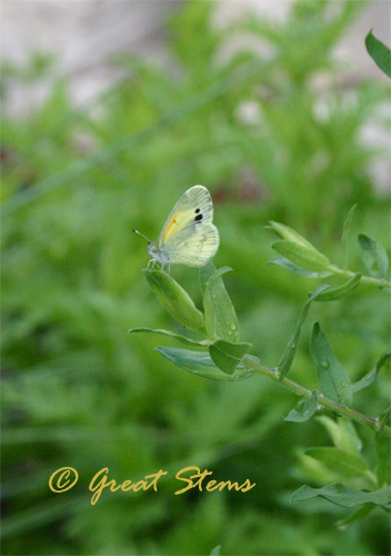 daintysulphur05-27-10.jpg