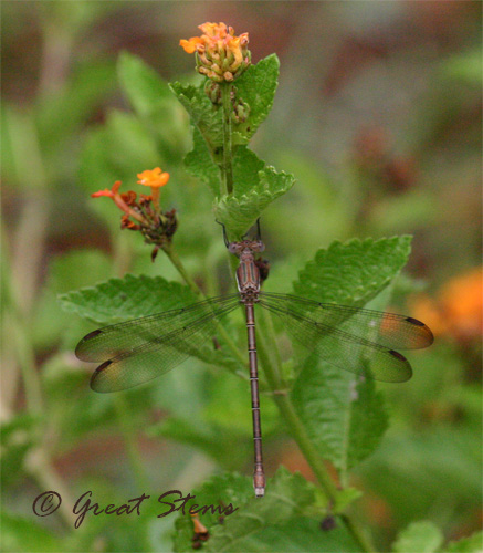 damsel06-29-10.jpg