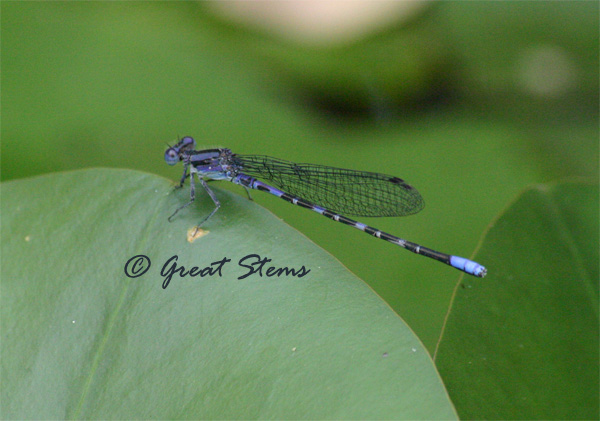 damselfly05-28-10.jpg