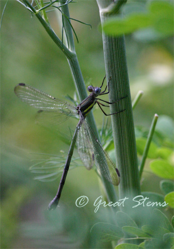 damselfly06-13-10.jpg