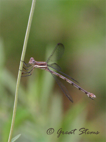 damselfly06-30-10.jpg