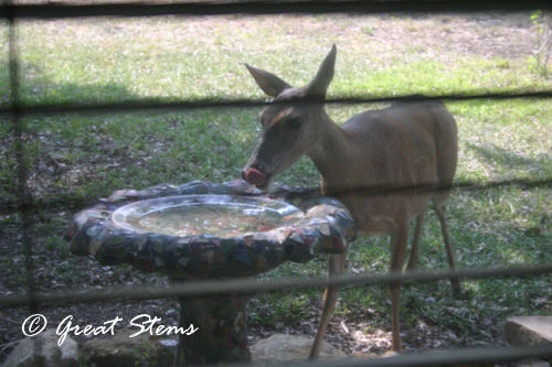 deer06-08-11.jpg